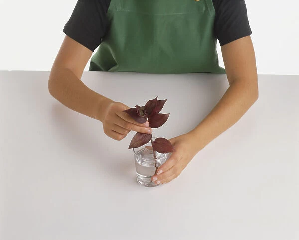 Child placing Tradescantia leaf cutting into glass of water