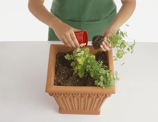 Child planting diagonal rows of herbs in square terracotta container, removing feverfew from red plastic pot
