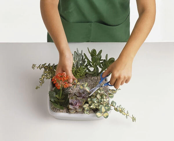 Child planting miniature succulent garden in a whtie plant container, trimming straggly branches with small pair of scissors