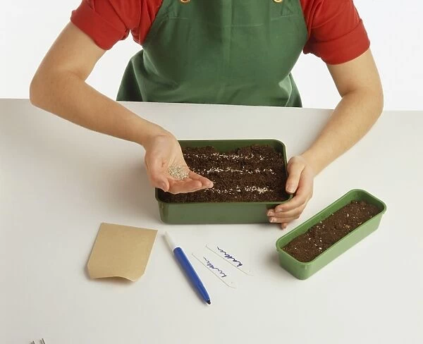 Child planting seeds in seed tray, forming three rows, scattering seeds from hand, labels and narrow tray beside