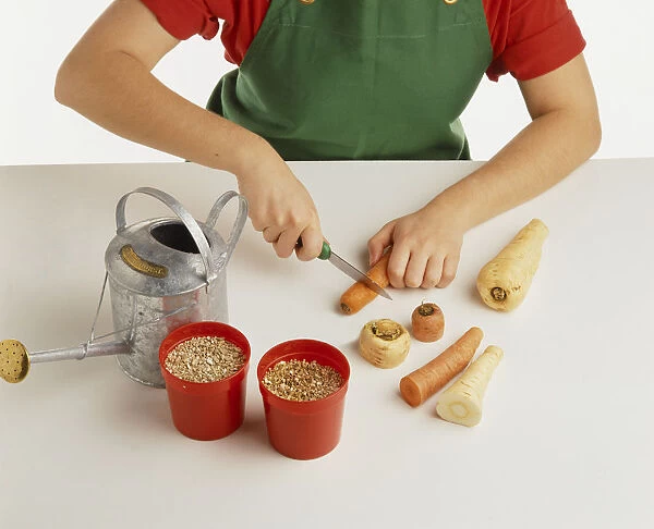 Child preparing carrots and parsnips for potting; cutting tops from carrots