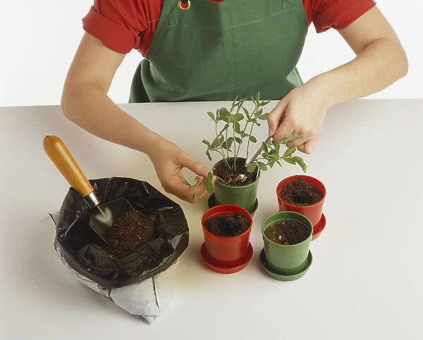 Child transplanting leafy seedling into individual plastic flowerpot, pushing label into compost with plant
