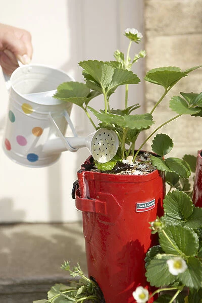 Child watering strawberry plants