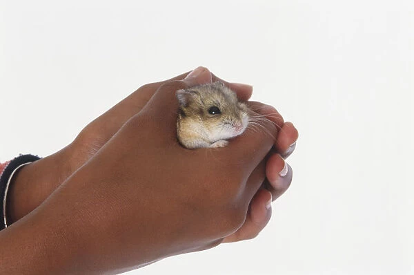 Childs hand holding hamster, close-up