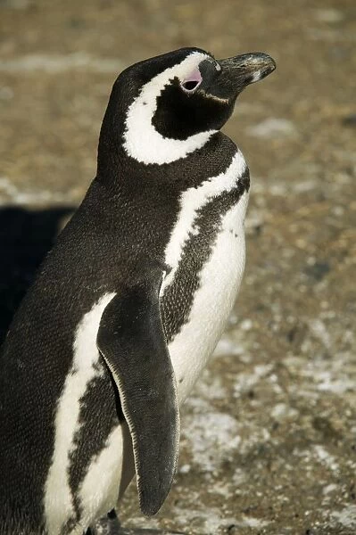 Chile, Patagonia, Isla Magdalena (Magdalena Island), Los Pinguinos Natural Monument (The Penguins Natural Monument), Magellanic penguin (Spheniscus magellanicus)