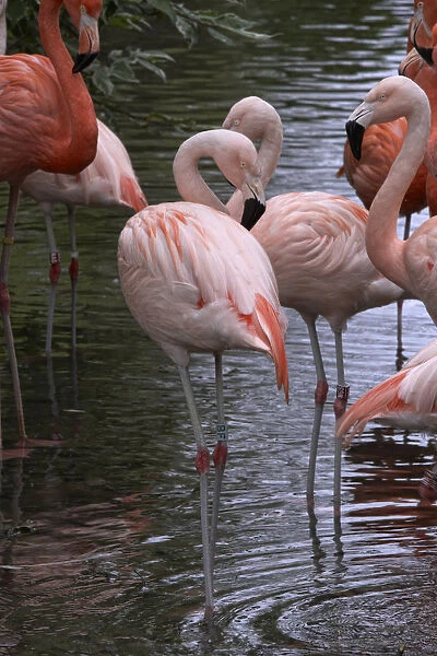 Chilean flamingoes (Phoenicopterus chilensis) in water