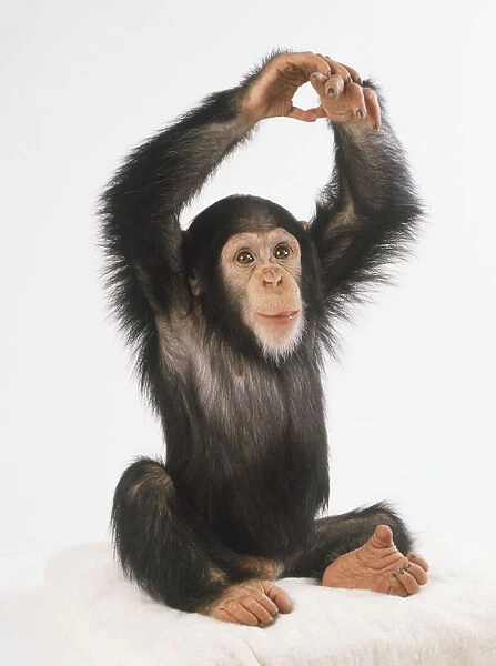 Chimpanzee, sitting, arms raised