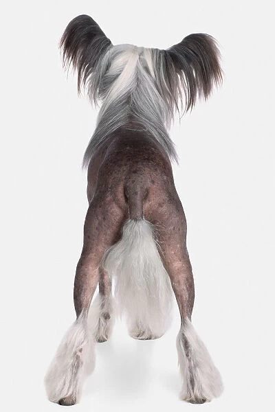 Chinese Crested dog, rear view