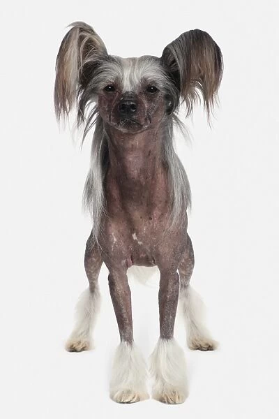 Chinese Crested dog, front view