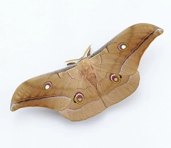 Chinese oak silk moth (Antheraea pernyi)