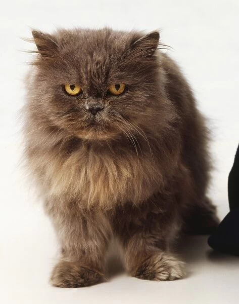 Chocolate-brown coloured Persian cat with golden eyes, short muzzle, small ears, grumpy expression, large paws, front view