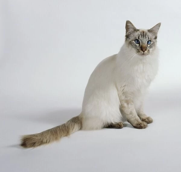 Chocolate Tabby Point Balinese cat with blue eyes