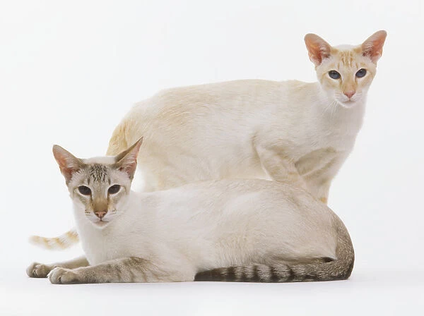 Chocolate tabby-point siamese cats, one sitting and one standing