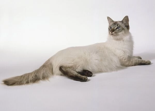 Chocolate Tabby Point Tortie Balinese cat with ivory body and complete mask, lying down