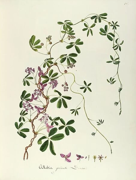 Chocolate Vine or Five-leaf Akebia (Achebia quinata Decne), Lardizabalaceae by Maddalena Lisa Mussino, watercolor, 1865