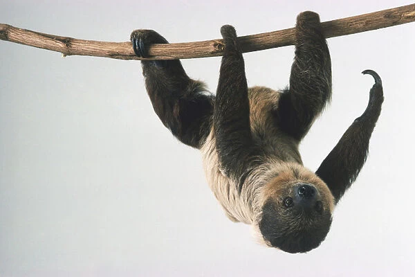 Choloepus didactylus, Two-toed sloth, hanging from branch, order Edentata is called Xenarthra now