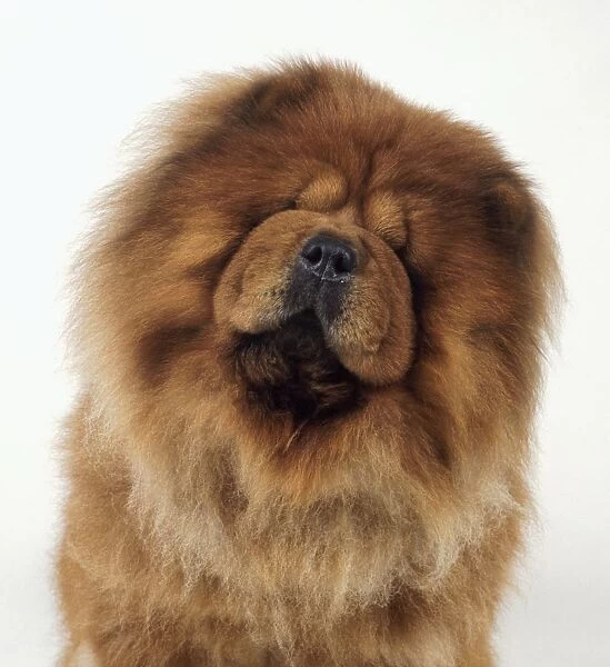 Chow chow with head tilted to one side, close-up, front view