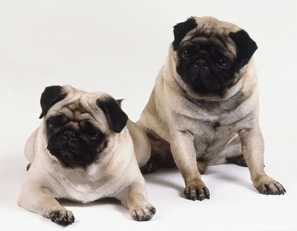 Two chubby light brown pugs, one sitting and one lying down, with black faces and ears