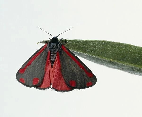 Cinnabar moth (Tyria jacobaeae) on a leaf