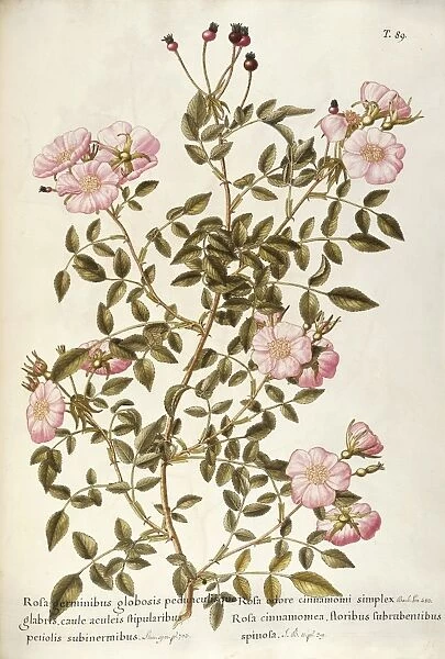 Cinnamon Rose (Rosa Cinnamomea), Rosaceae, thorny shrub for hedges, native to Europe and Northern Asia, watercolor, 1770-1781