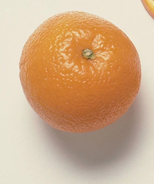 Citrus x jasinensis (Orange)