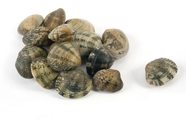 Clams on white background