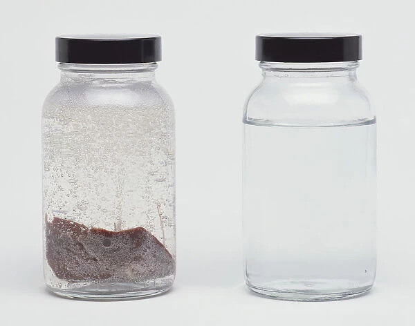Clear jar of liver in liquid