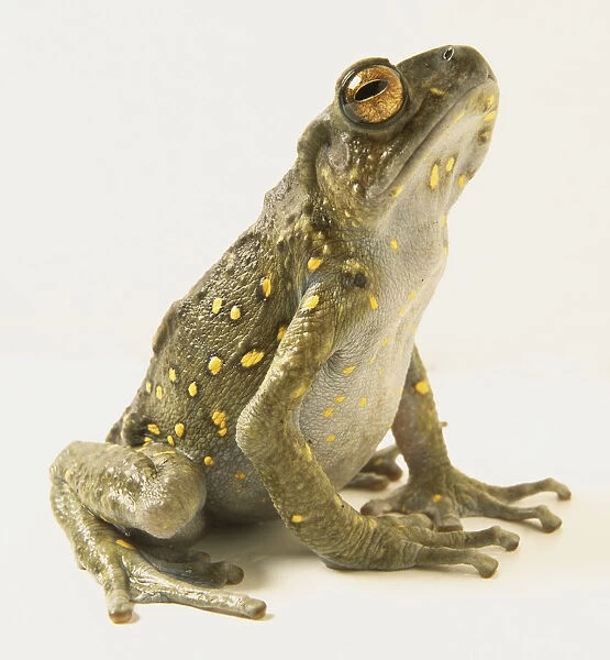 A climbing toad with greenish brown skin with creamy yellow spots and numerous warts and small spines typical of toads, long toes with adhesive discs at the tips, long, slender legs, and large parotid glands