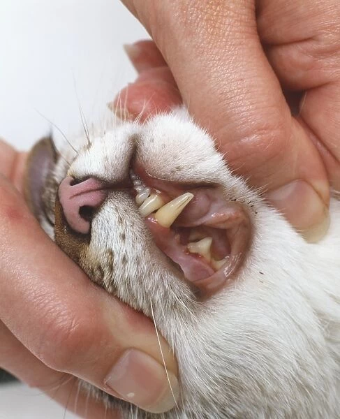A close up of a cats teeth and gums