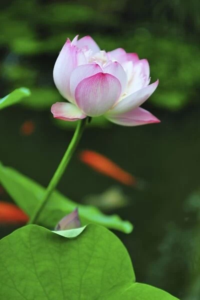 Close up of East Indian Lotus