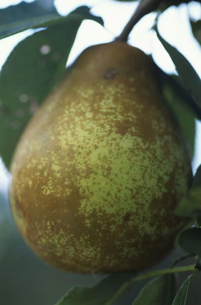 Close-up of a Conference pear ripening on tree