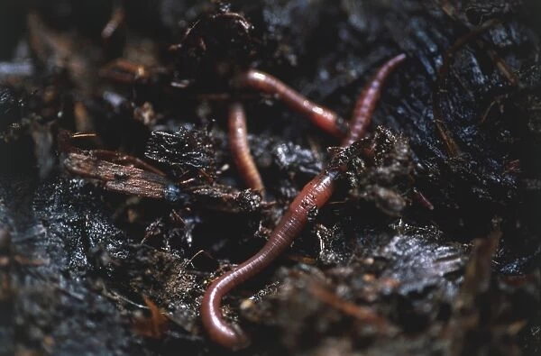 Close-up of earthworms on soil
