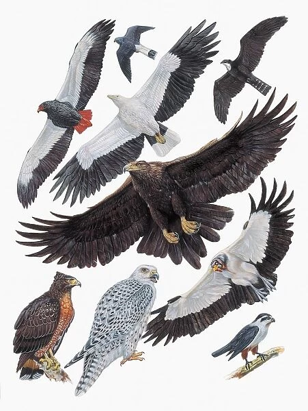 Close-up of falcons