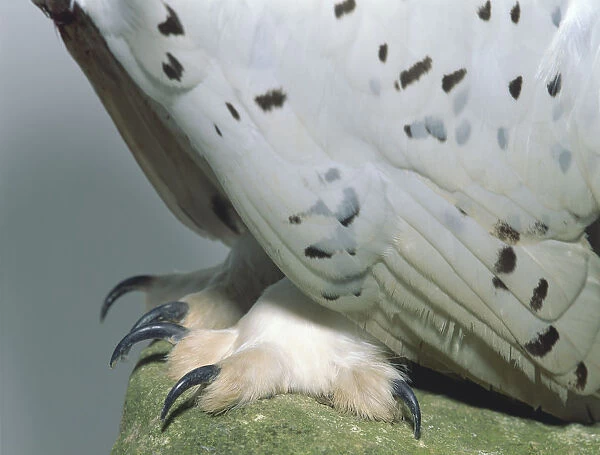 Close-up of the feet and claws of a Snowy Owl, standing on a moss-covered rock. Also visible is the lower part of the body plumage