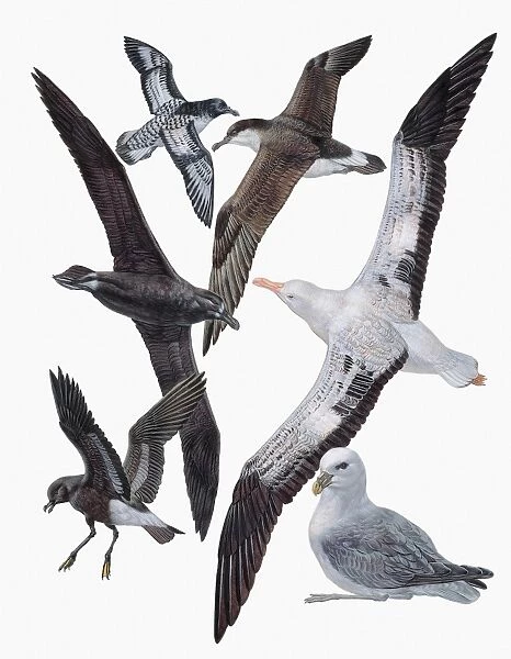 Close-up of flock of birds of the procellariiformes family