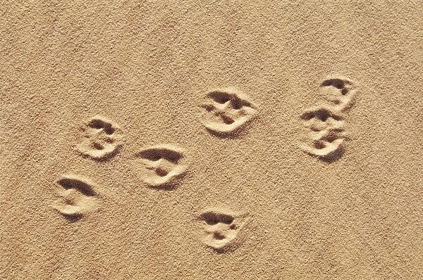 Close-up of footprints of fox in the desert, Libyan Desert, Egypt