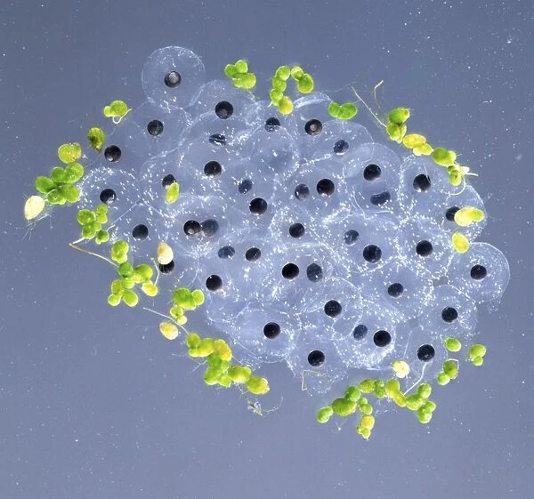 Close-up of frogspawn in water, small black eggs suspended in clear glutinous jelly, small green leaves surrounding