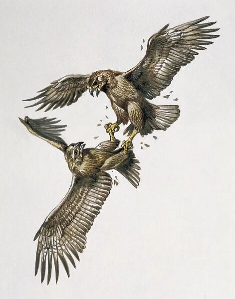 Close-up of two golden eagles fighting (Aquila chrysaetus)