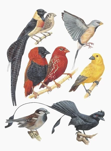 Close-up of a group of birds