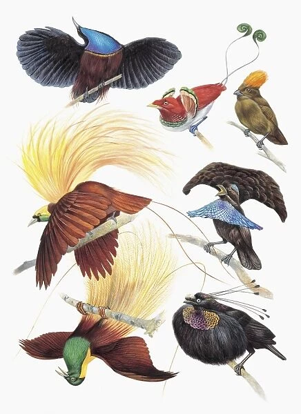 Close-up of a group of birds