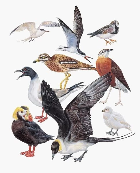 Close-up of a group of charadriiformes birds