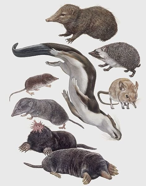 Close-up of a group of insectivora mammals