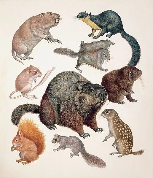 Close-up of a group of squirrel mammals