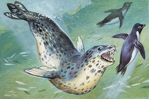 Close-up of a leopard Seal hunting a penguin (Hydrurga Leptonyx)