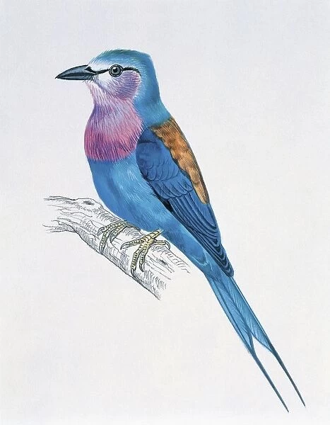 Close-up of a lilac-breasted roller perching (Coracias caudata)