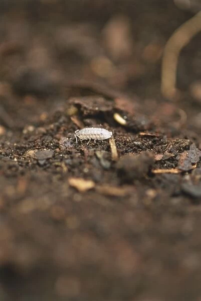 Close-up of a many-legged grey woodlouse scurrying along soil in garden, side view
