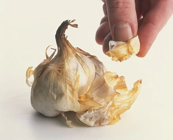 Close-up of a partially peeled garlic, and a thumb and forefinger squeezing a clove of garlic out of its skin