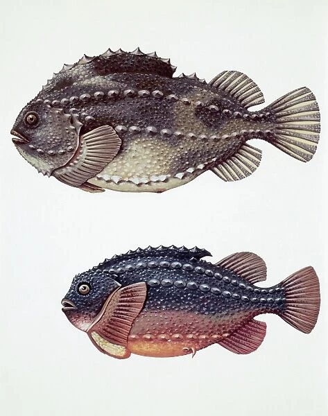 Close-up of two perciformes fish (Epinephelus sp. )