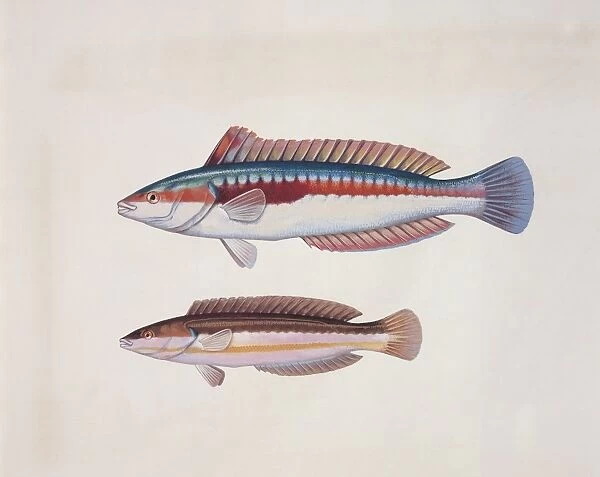 Close-up of two rainbow wrasse fish (Coris julis)