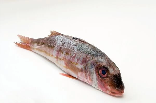 Close-up of red mullet
